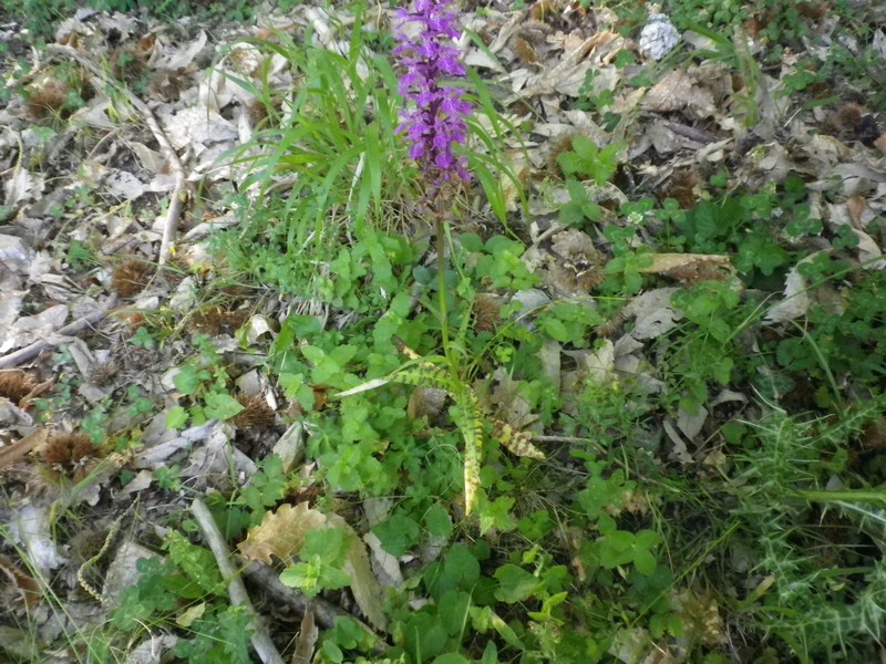 Fiore viola foglie macchiate